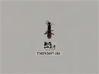 藏品(膜翅目(蜂))的圖片